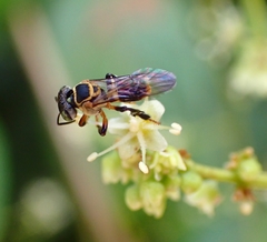 Lepidotrigona terminata