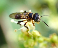 Lepidotrigona terminata