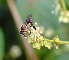Lepidotrigona terminata