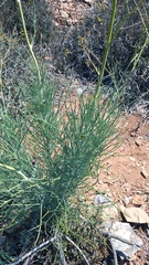 Anginon swellendamense