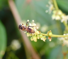 Lepidotrigona terminata