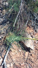 Anginon swellendamense