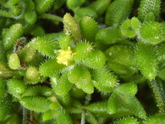 Delosperma echinatum