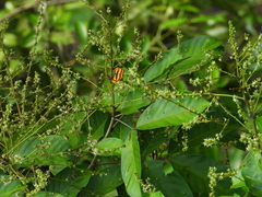 Pantoporia