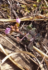 Arabidopsis arenosa