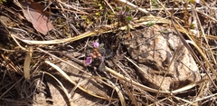 Arabidopsis arenosa