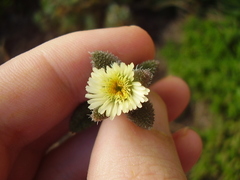 Delosperma echinatum