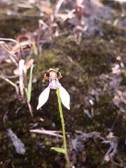 Eriochilus pulchellus