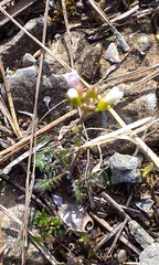 Arabidopsis arenosa