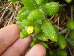 Delosperma echinatum
