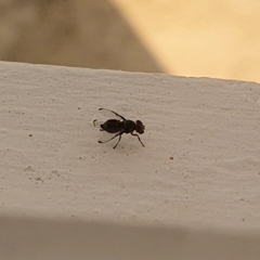 Diptera