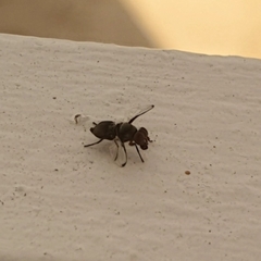 Diptera