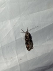 Semioscopis oculella