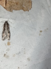 Semioscopis oculella