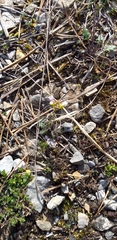 Arabidopsis arenosa
