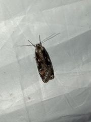 Semioscopis oculella