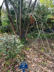 Tilia miqueliana