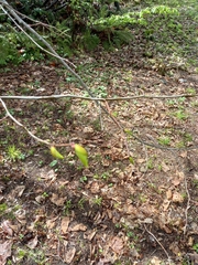 Tilia miqueliana