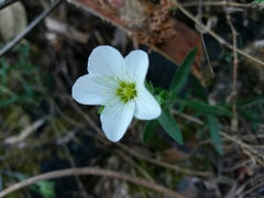 Arenaria montana