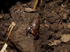 Euscorpius lesbiacus