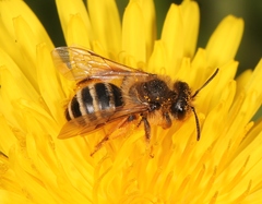 Andrena flavipes