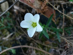 Arenaria montana
