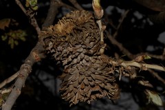 Quercus ithaburensis macrolepis