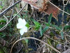 Arenaria montana