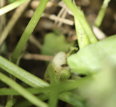 Ficaria verna bulbilifera