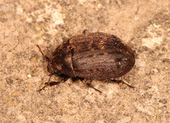 Byrrhus pilula