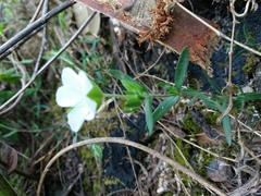 Arenaria montana