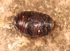 Byrrhus pilula
