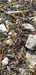 Arabidopsis arenosa