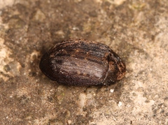 Byrrhus pilula