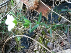 Arenaria montana