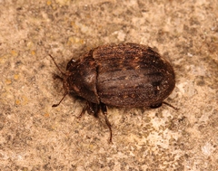 Byrrhus pilula