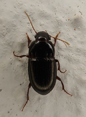 Amara consularis