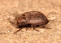 Byrrhus pilula