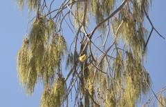 Zosterops lateralis chlorocephalus