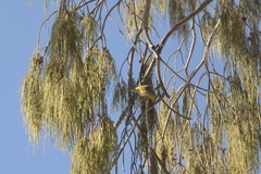 Zosterops lateralis chlorocephalus