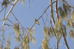Zosterops lateralis chlorocephalus