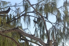 Zosterops lateralis chlorocephalus