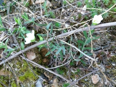 Arenaria montana
