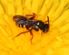 Nomada bifasciata