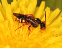 Nomada bifasciata