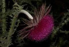 Carduus nutans taygeteus