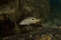 Lutjanus ehrenbergii