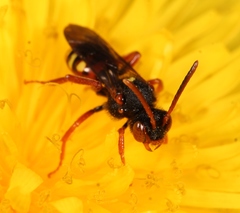 Nomada bifasciata