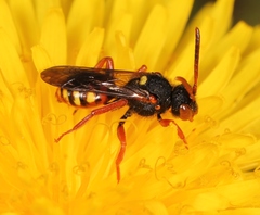 Nomada bifasciata