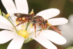 Nomada flavoguttata